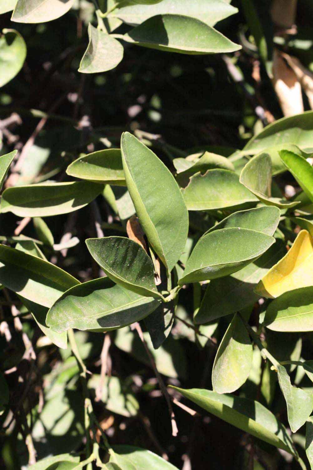              Sun leaves (Riverside, CA)       